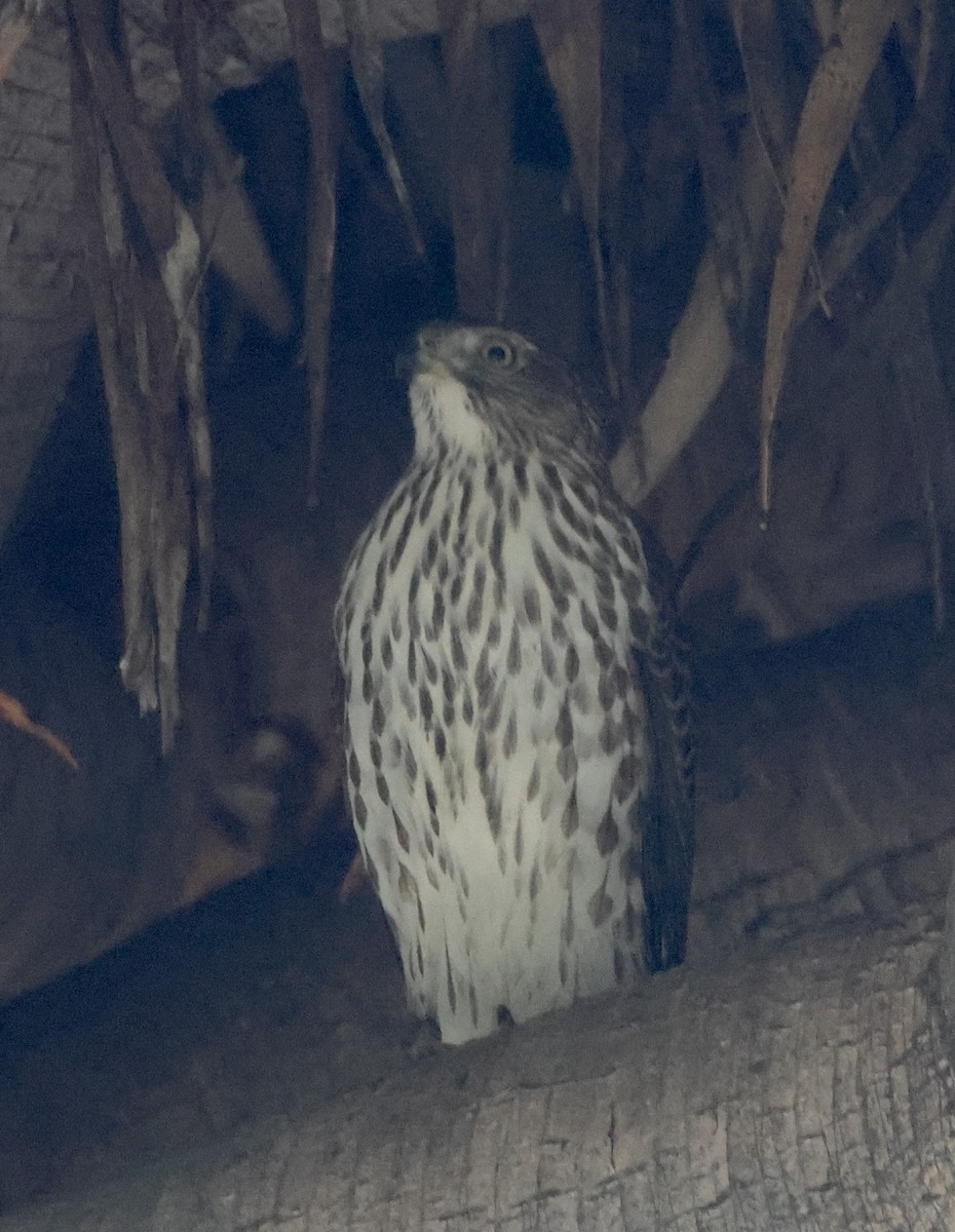 Cooper's Hawk - ML644665322