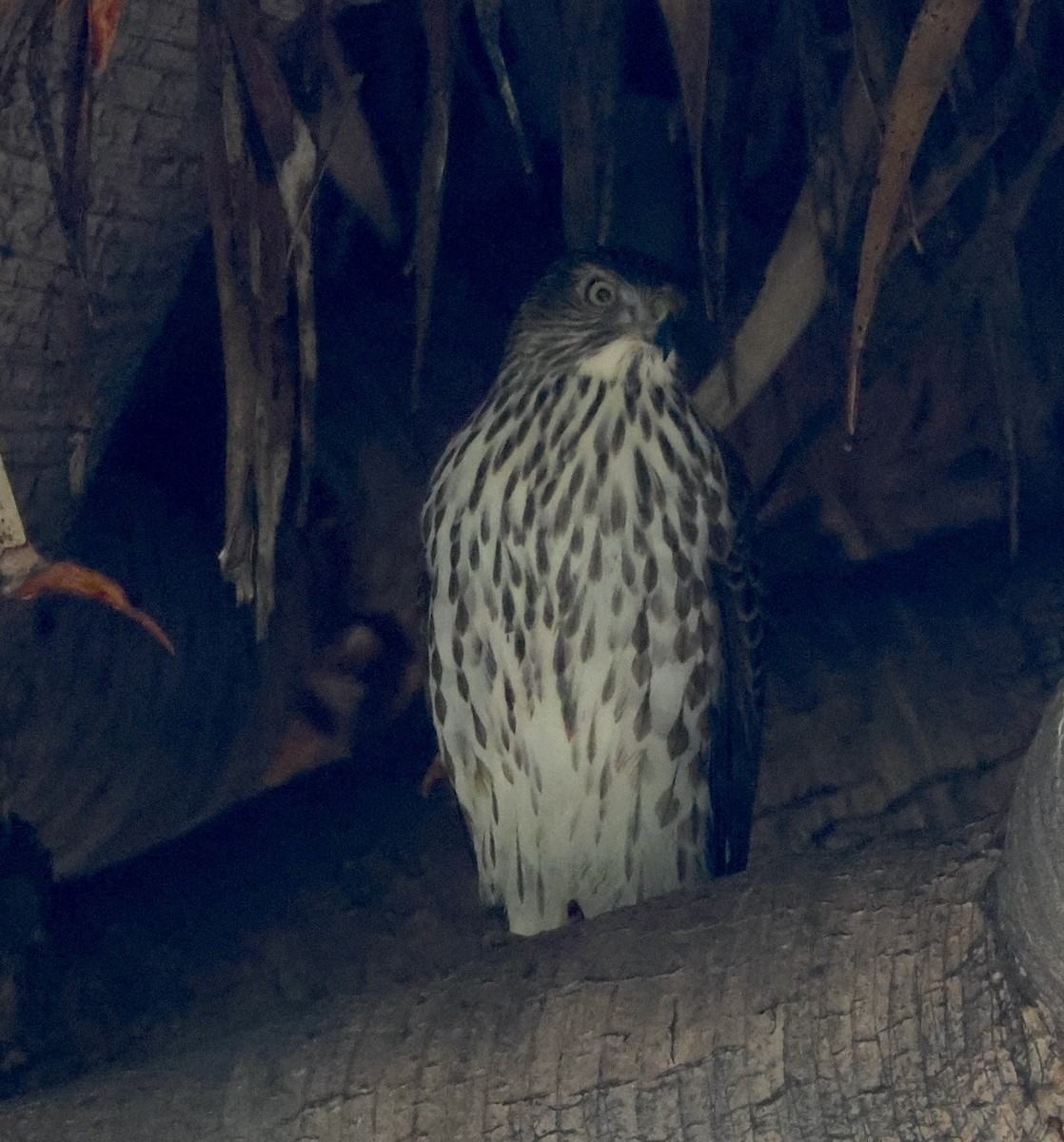 Cooper's Hawk - ML644665323