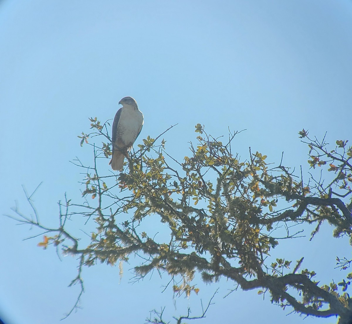 Ferruginous Hawk - ML644665325