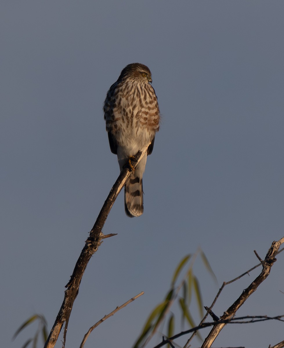Sharp-shinned Hawk - ML644665336