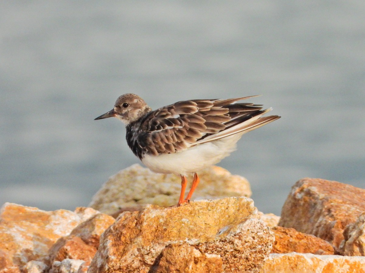 Ruddy Turnstone - ML644665337