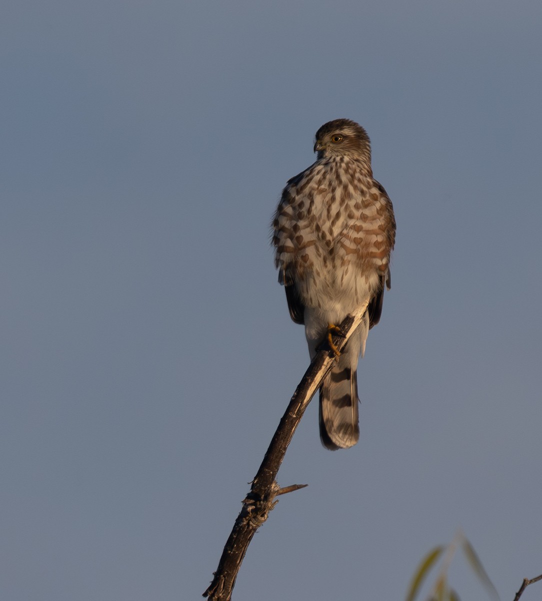 Sharp-shinned Hawk - ML644665338