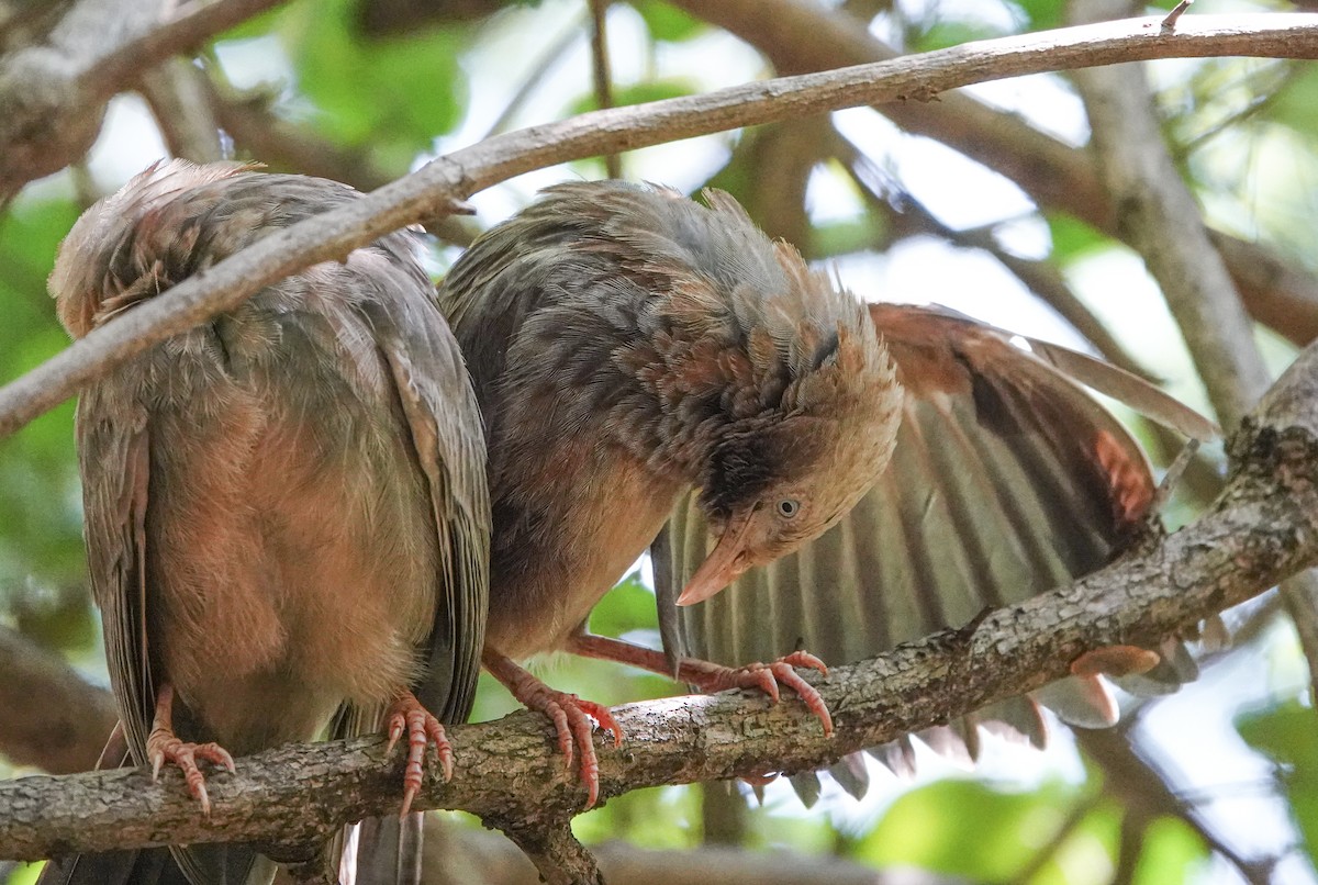 Yellow-billed Babbler - ML644665341