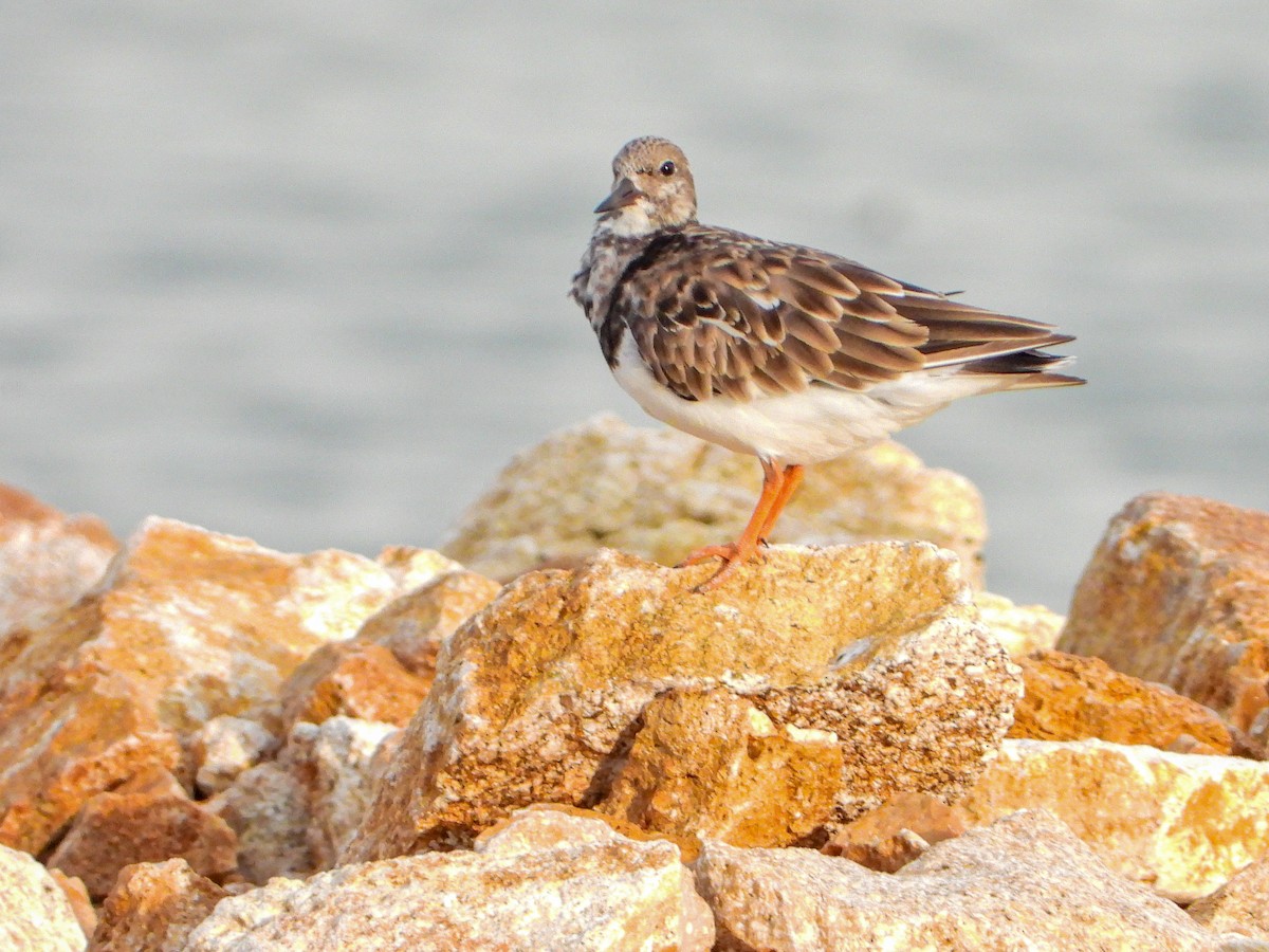 Ruddy Turnstone - ML644665343