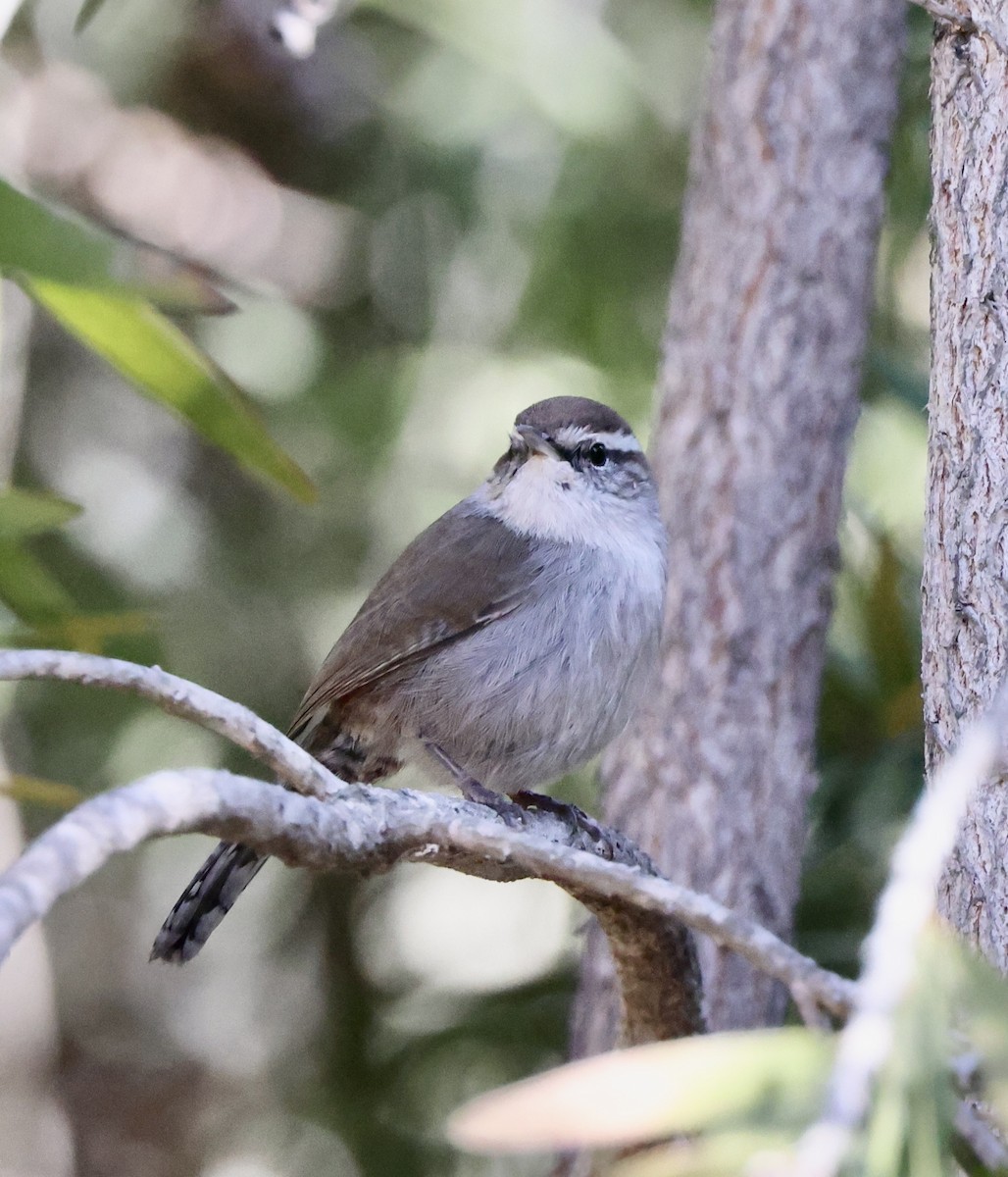 Bewick's Wren - ML644665344