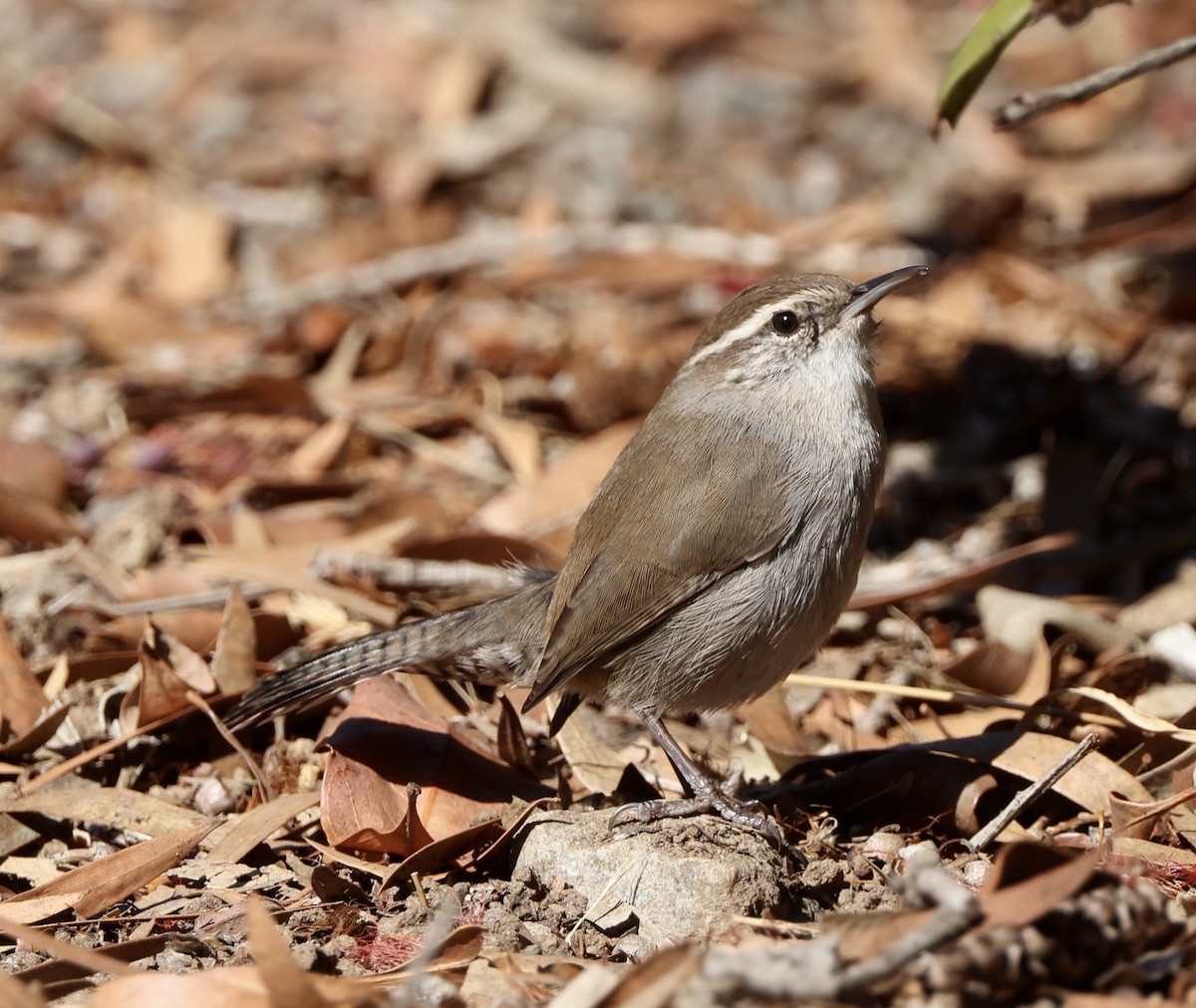 Bewick's Wren - ML644665347