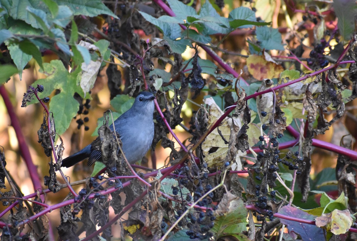 drozdec černohlavý - ML644665354