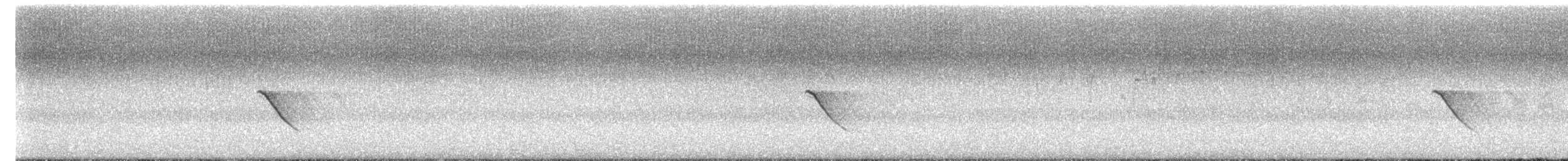 Musk Duck - ML644665356