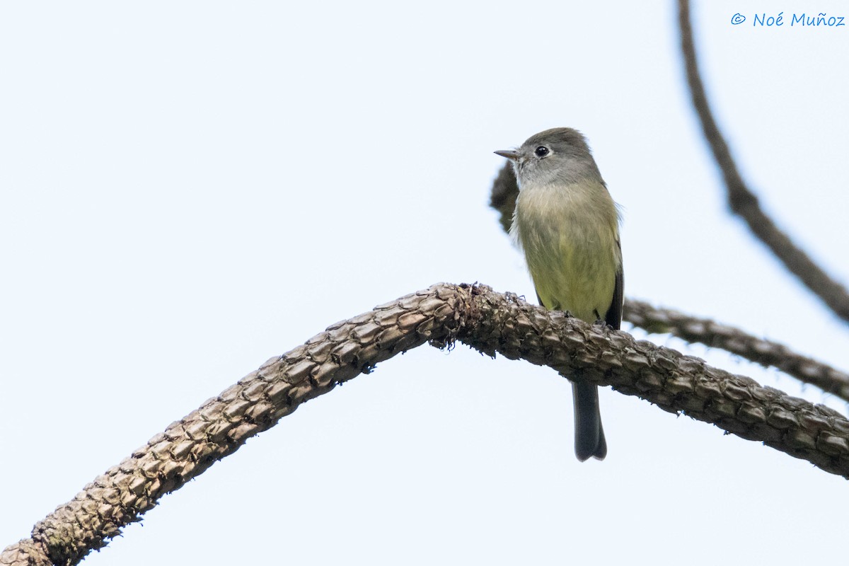 Hammond's Flycatcher - ML644665358