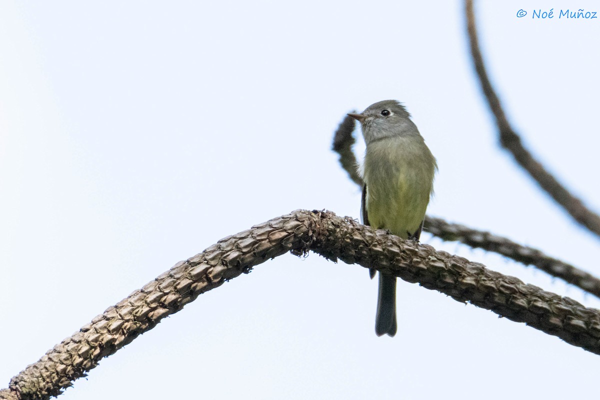 Hammond's Flycatcher - ML644665359