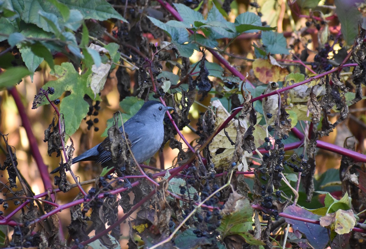 drozdec černohlavý - ML644665361