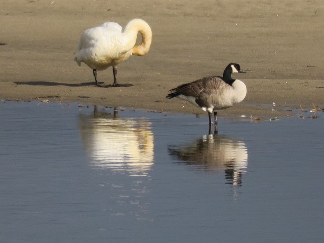 Bernache du Canada - ML644665362