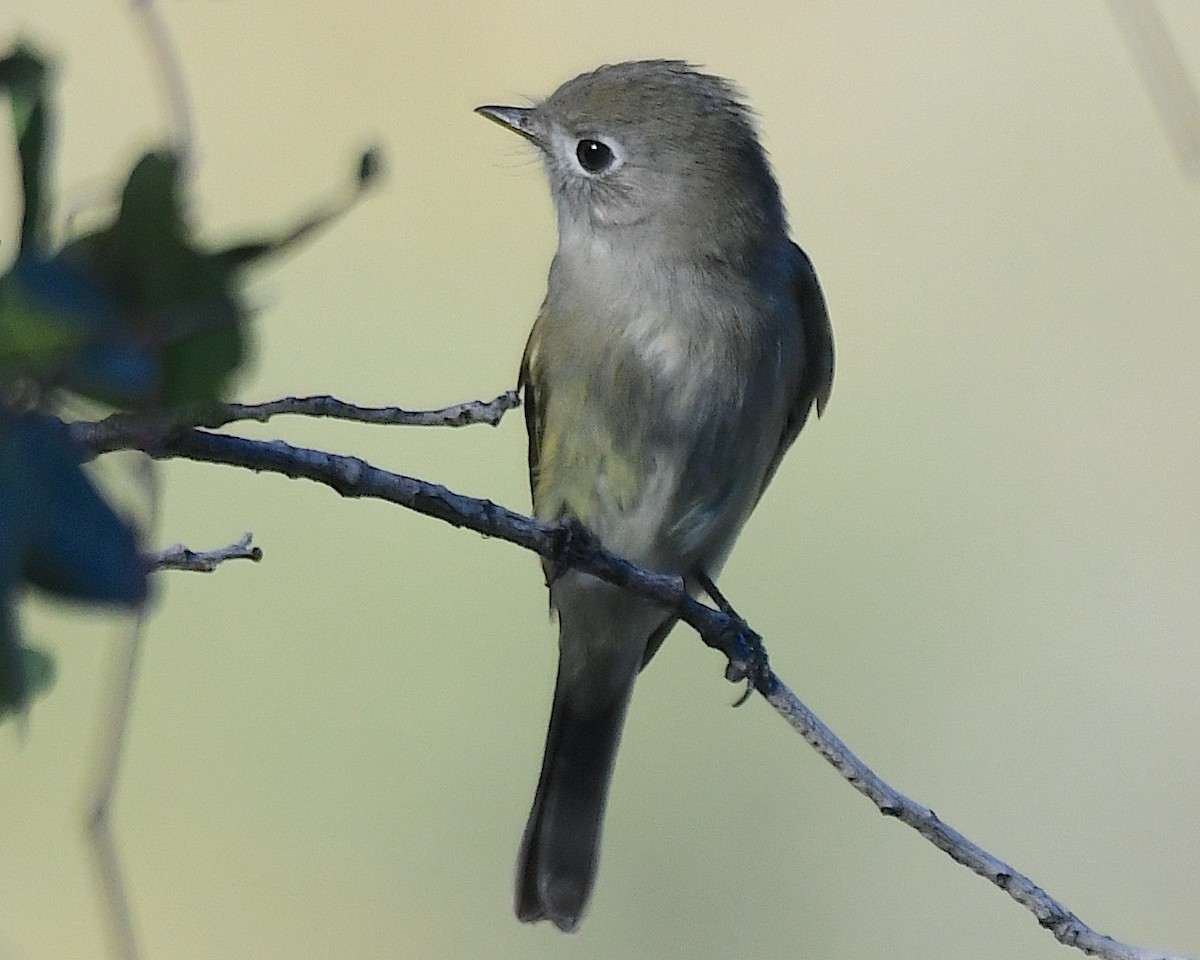 Hammond's Flycatcher - ML644665370