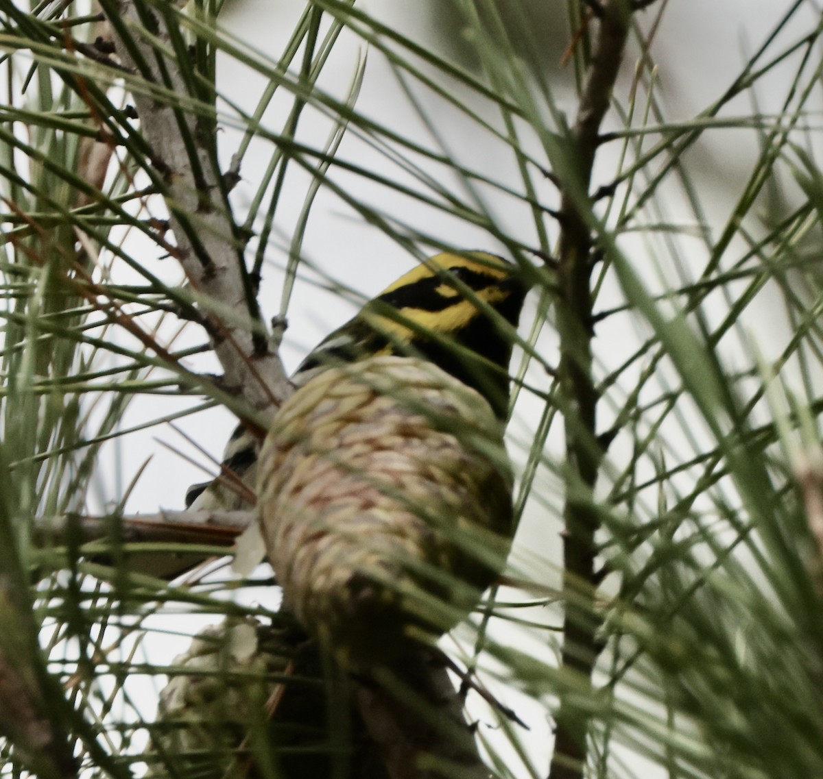 Townsend's Warbler - ML644665374