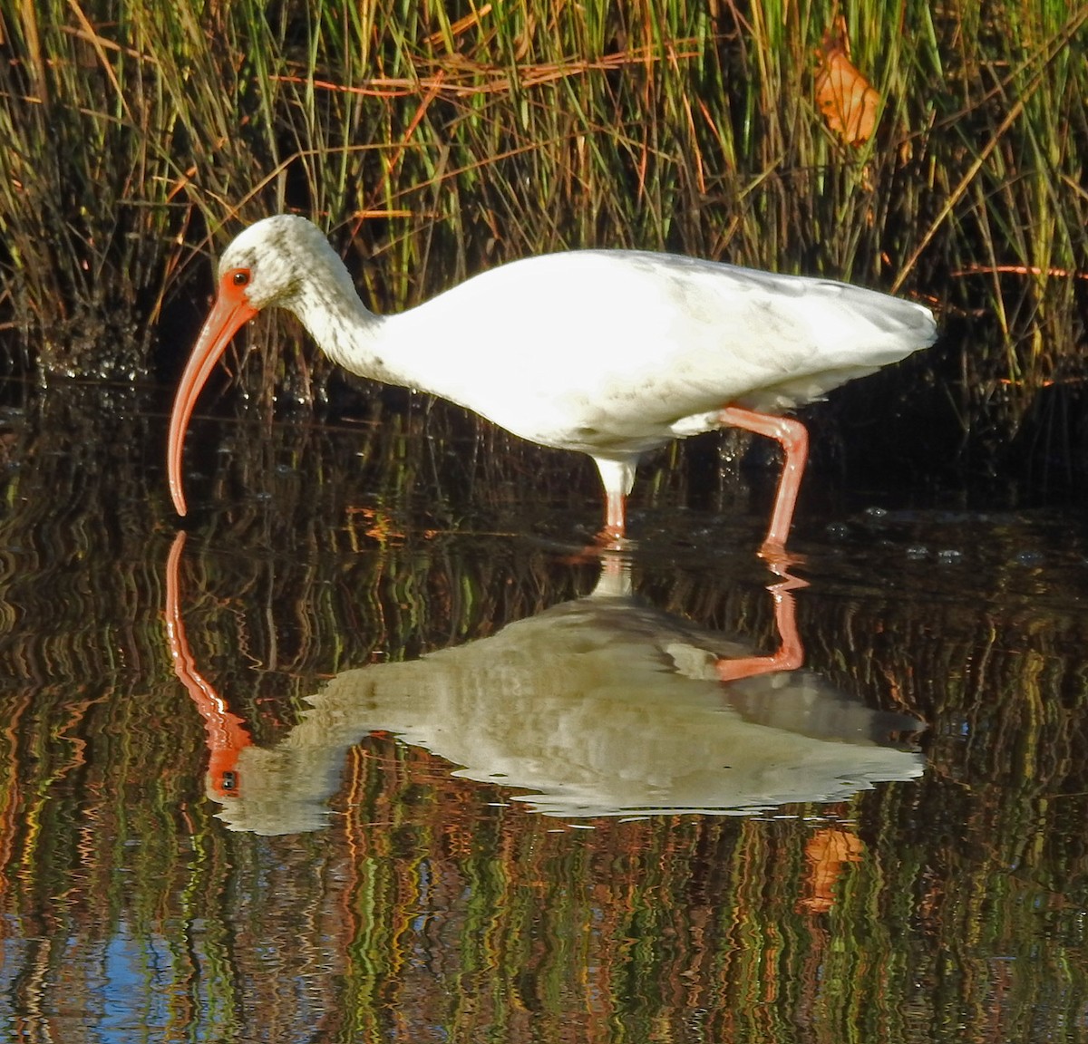 シロトキ - ML644665378