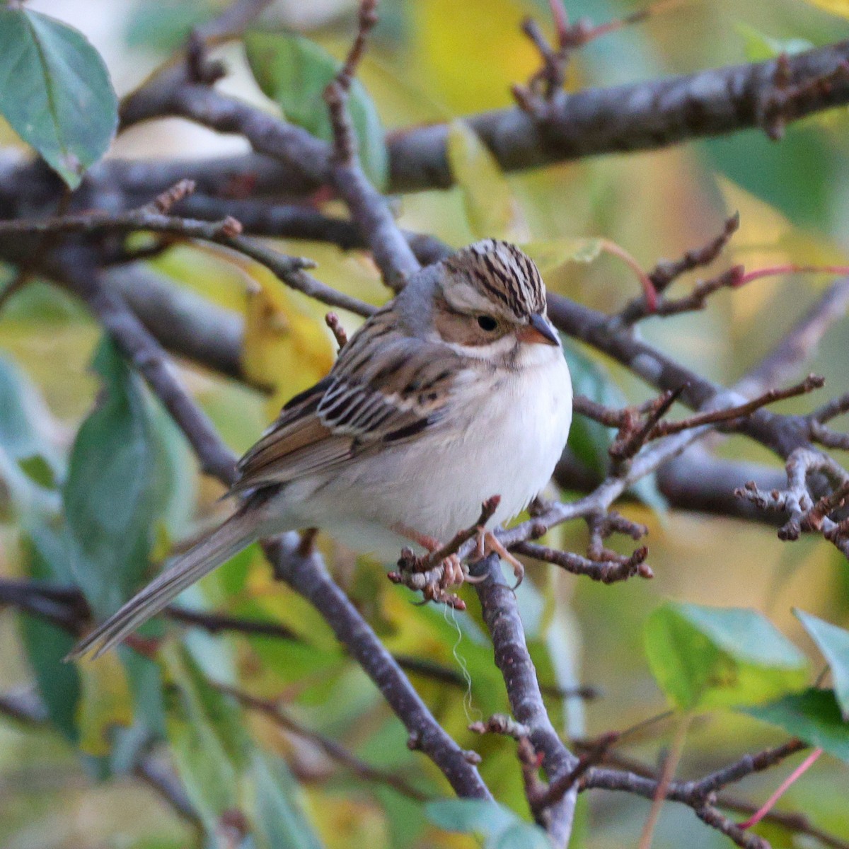 Карнатка бліда - ML644665379