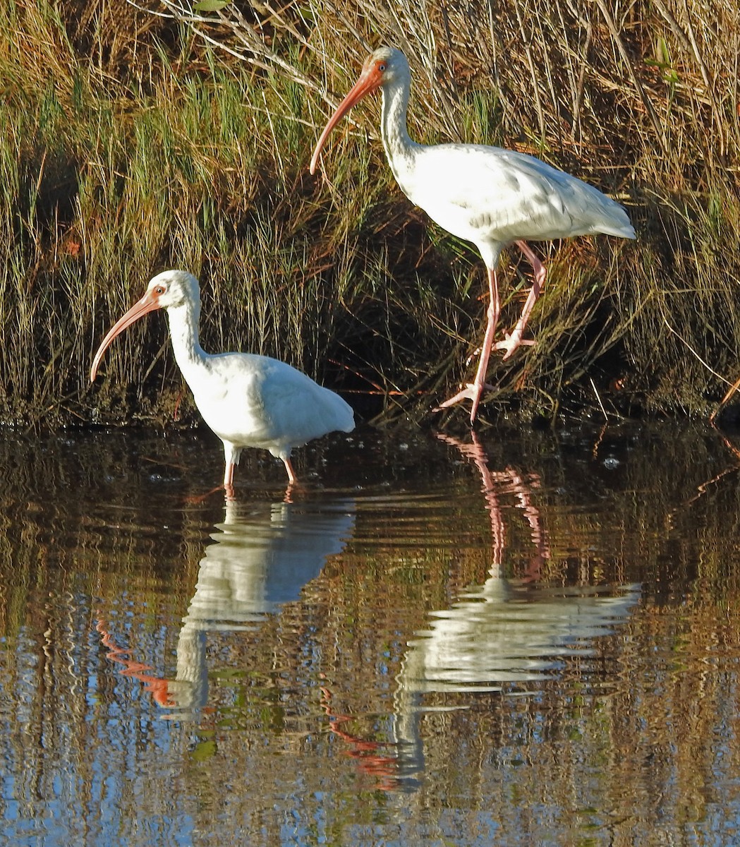 シロトキ - ML644665386