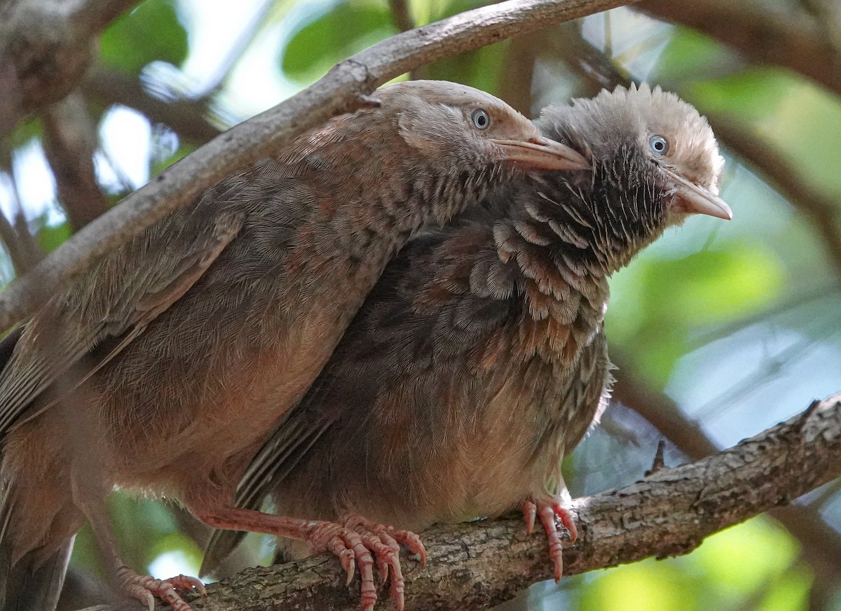 Yellow-billed Babbler - ML644665392