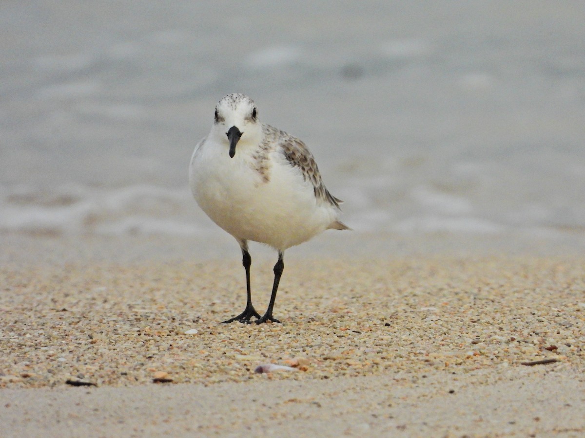 Sanderling - ML644665394