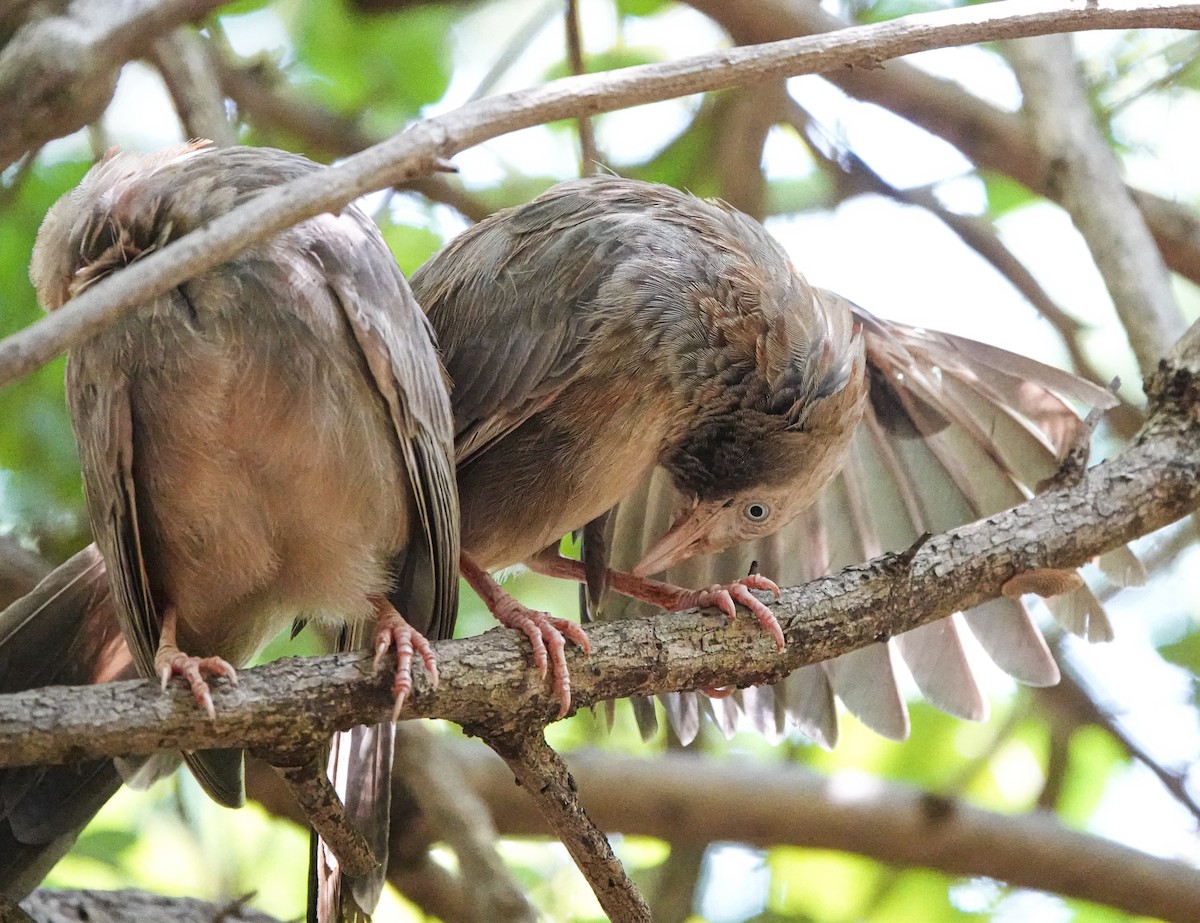 Yellow-billed Babbler - ML644665398