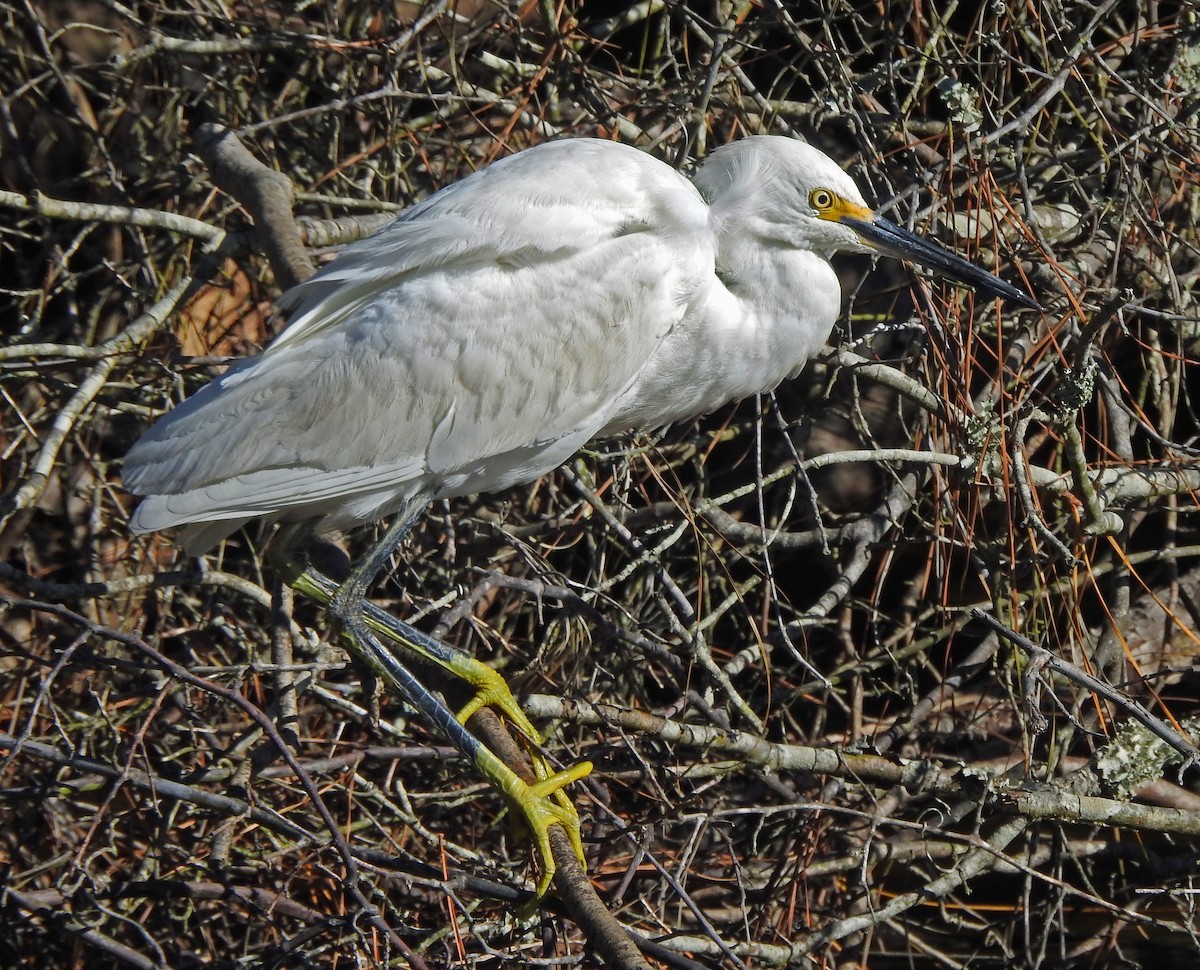 ユキコサギ - ML644665400