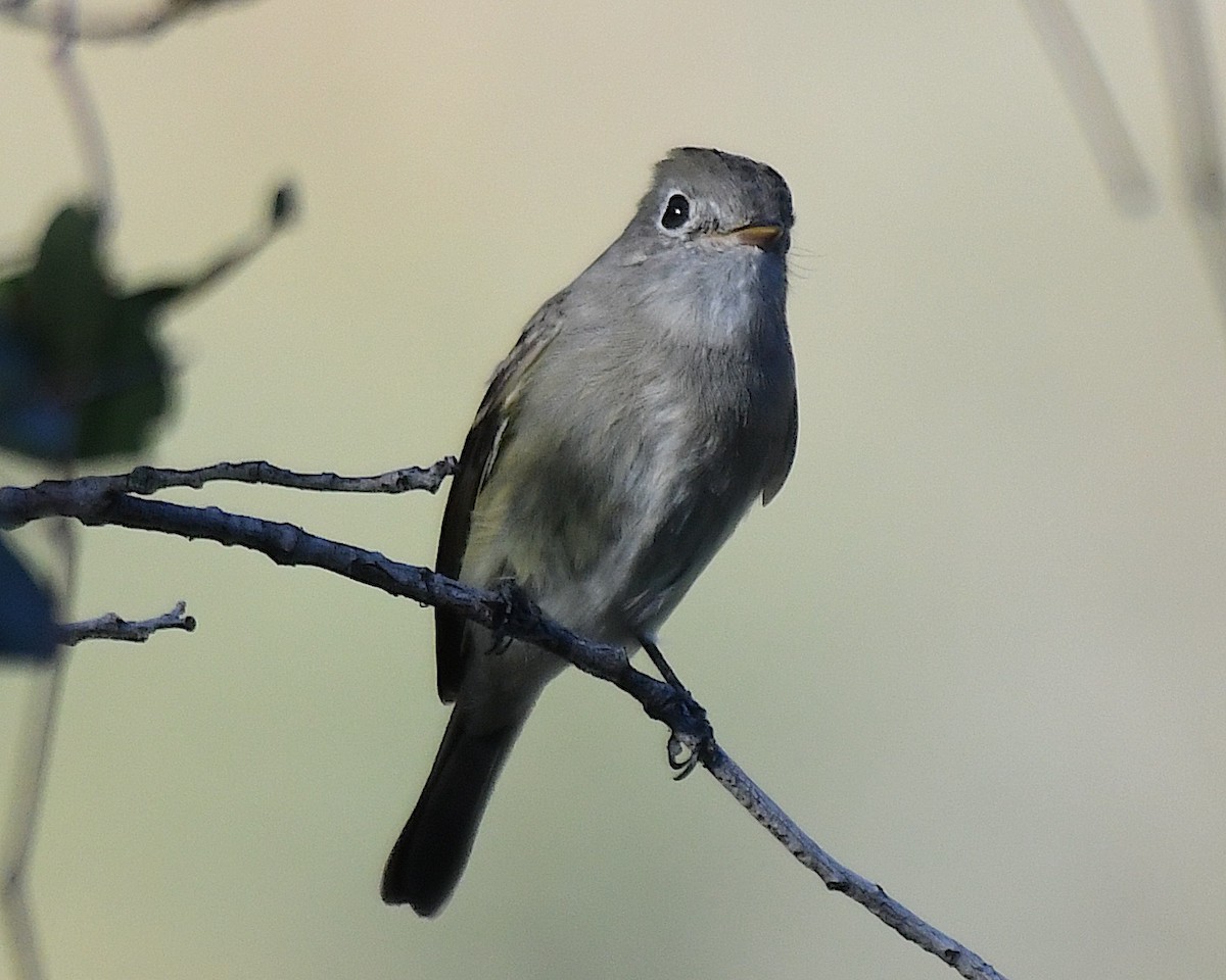 Hammond's Flycatcher - ML644665407