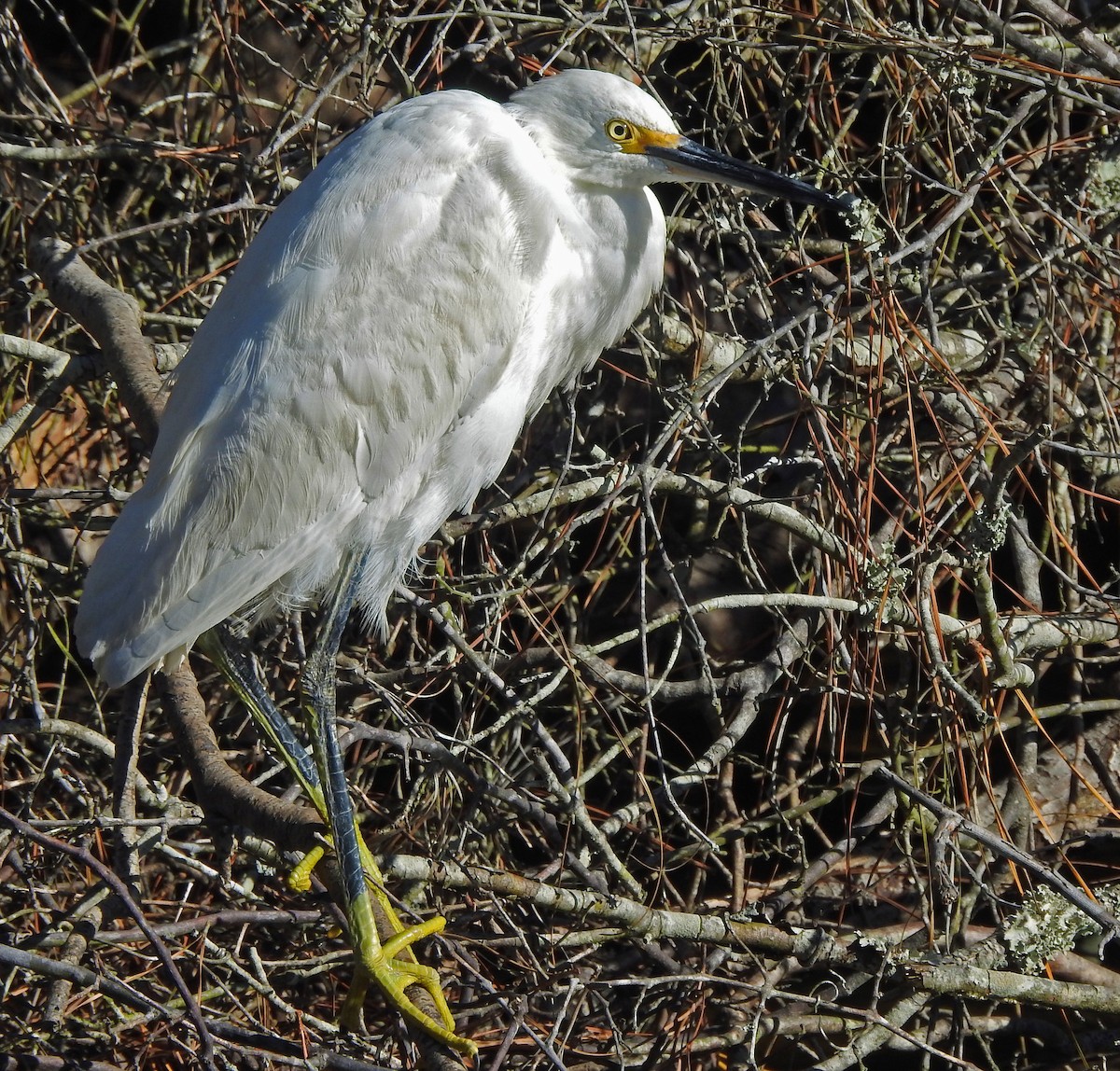 ユキコサギ - ML644665408