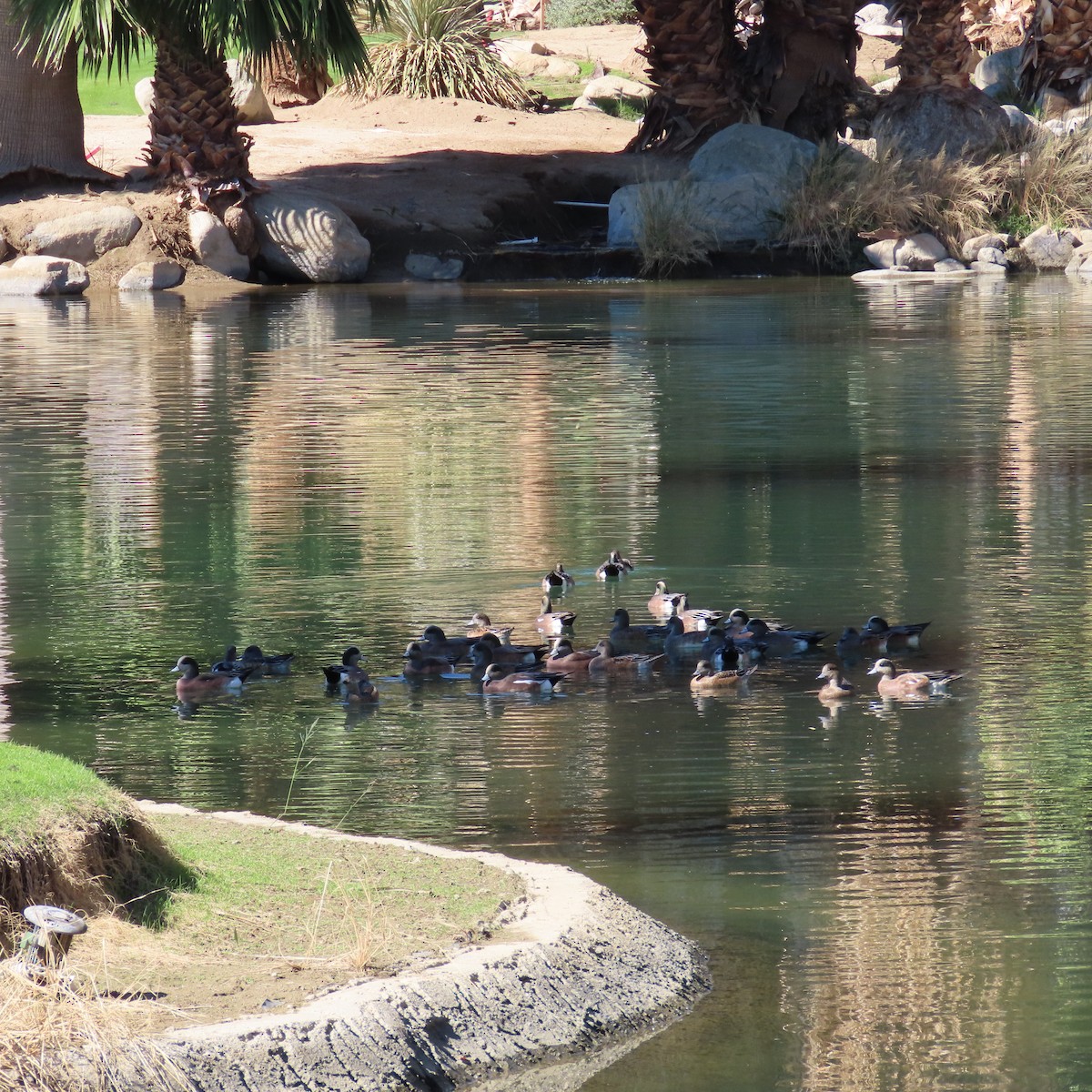 Свищ американський - ML644665420