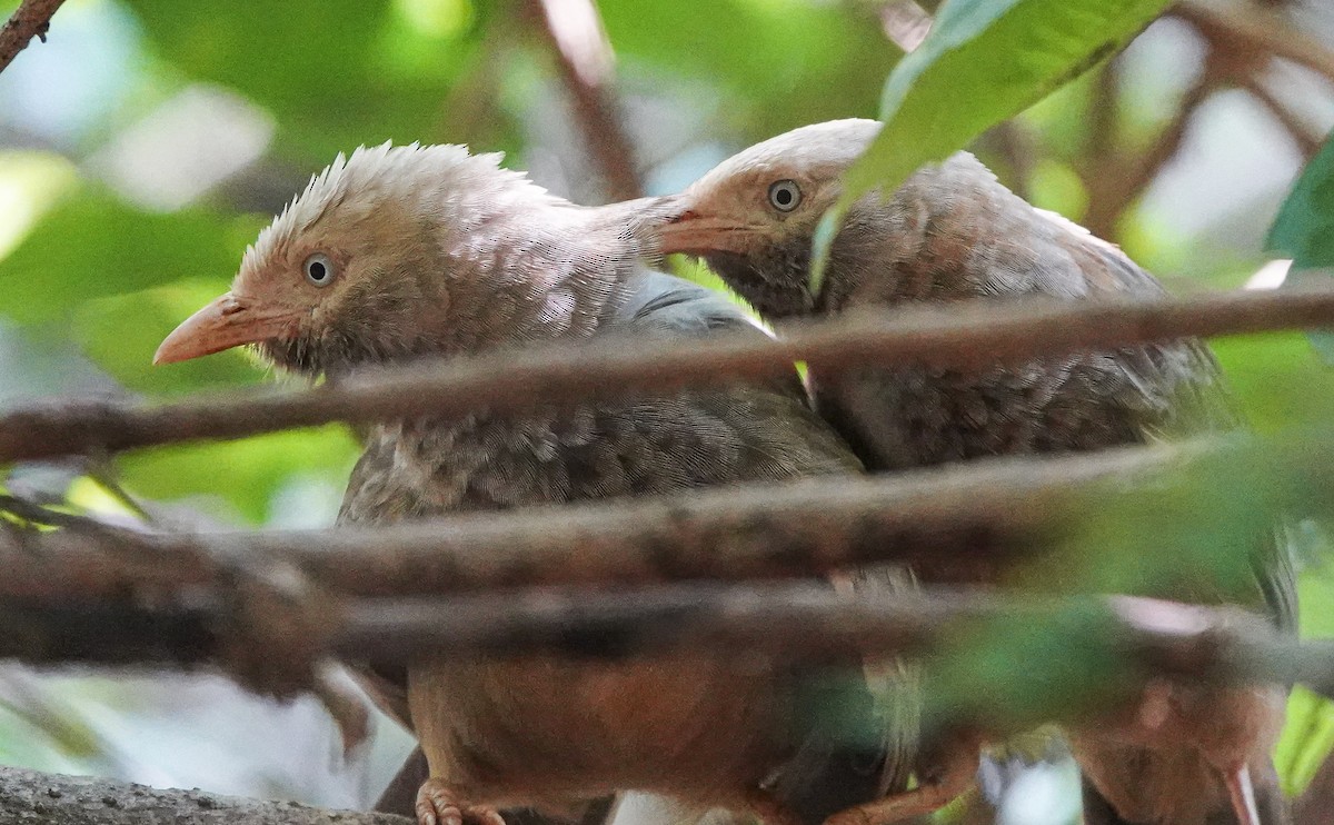 Yellow-billed Babbler - ML644665423