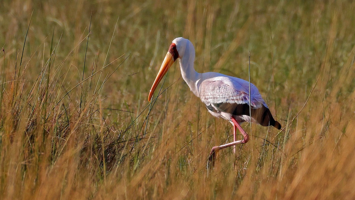 חסידן ורוד - ML644665429
