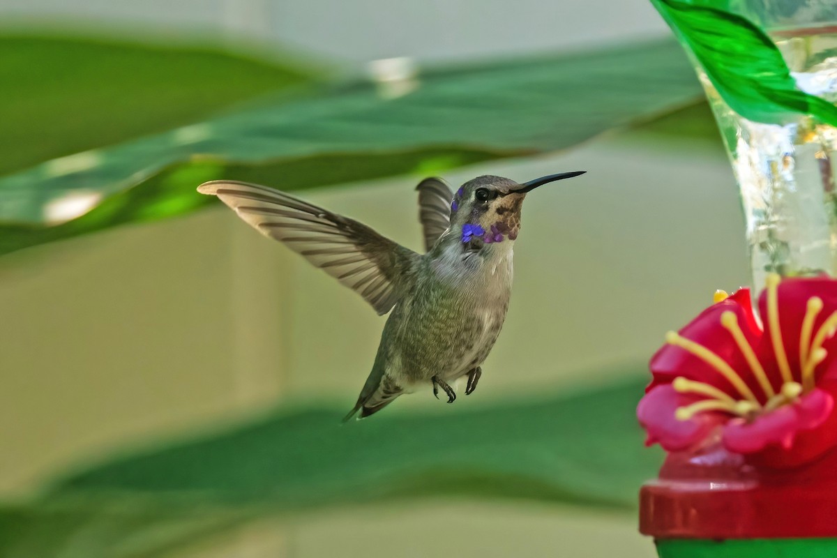 Costa's Hummingbird - ML644665432