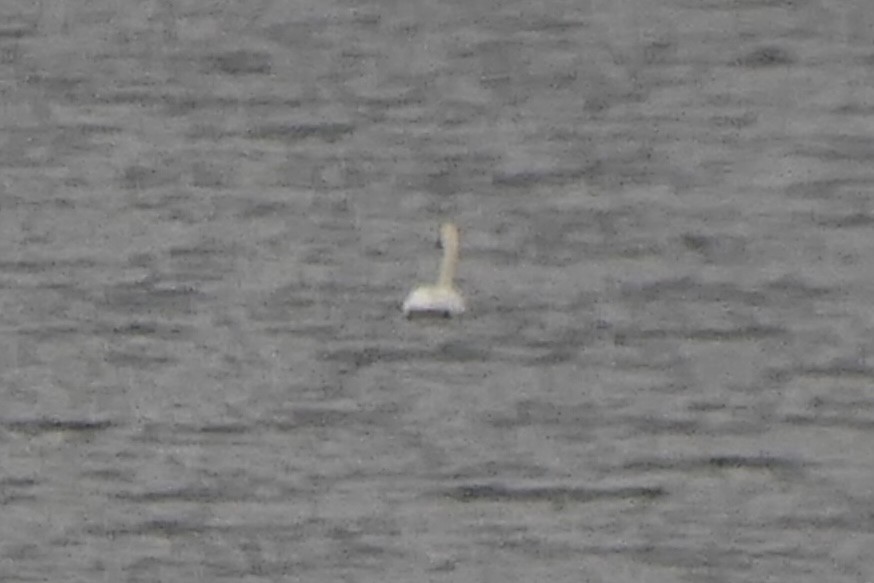 Tundra Swan - ML644665434