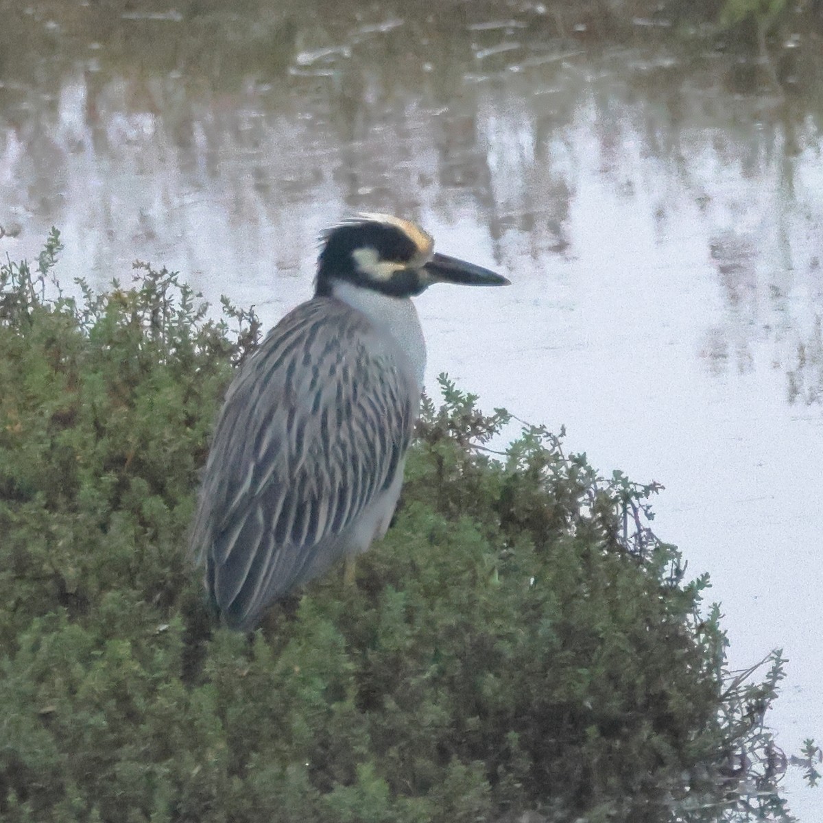 אנפת לילה צהובת-כיפה - ML644665436