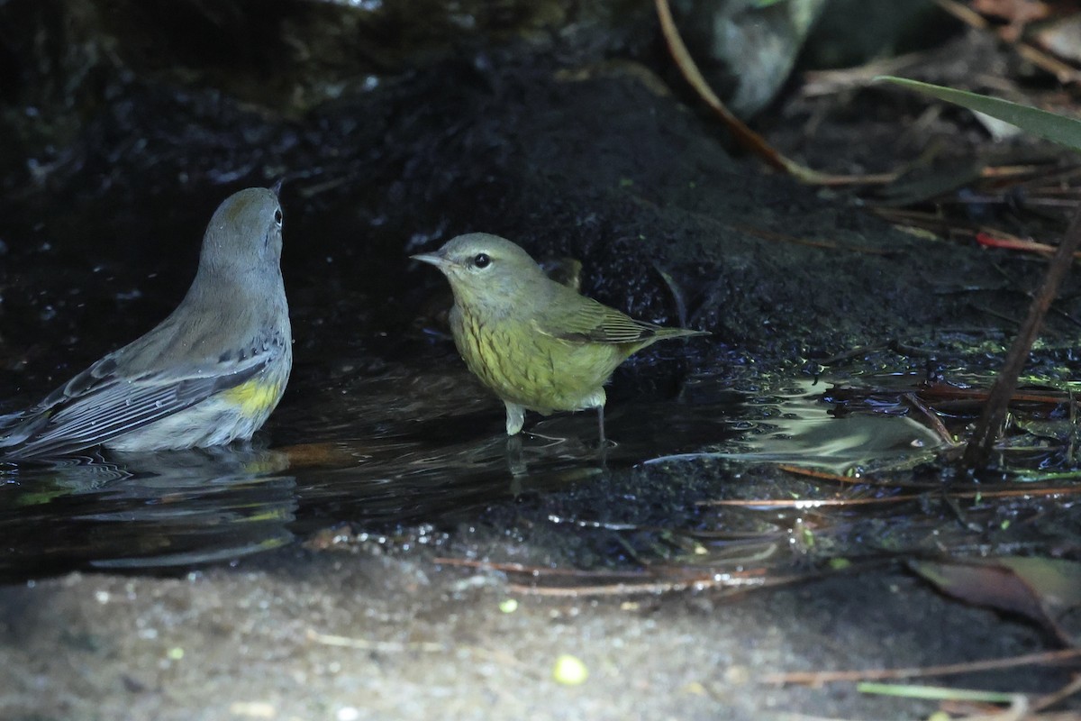 Orange-crowned Warbler - ML644665440