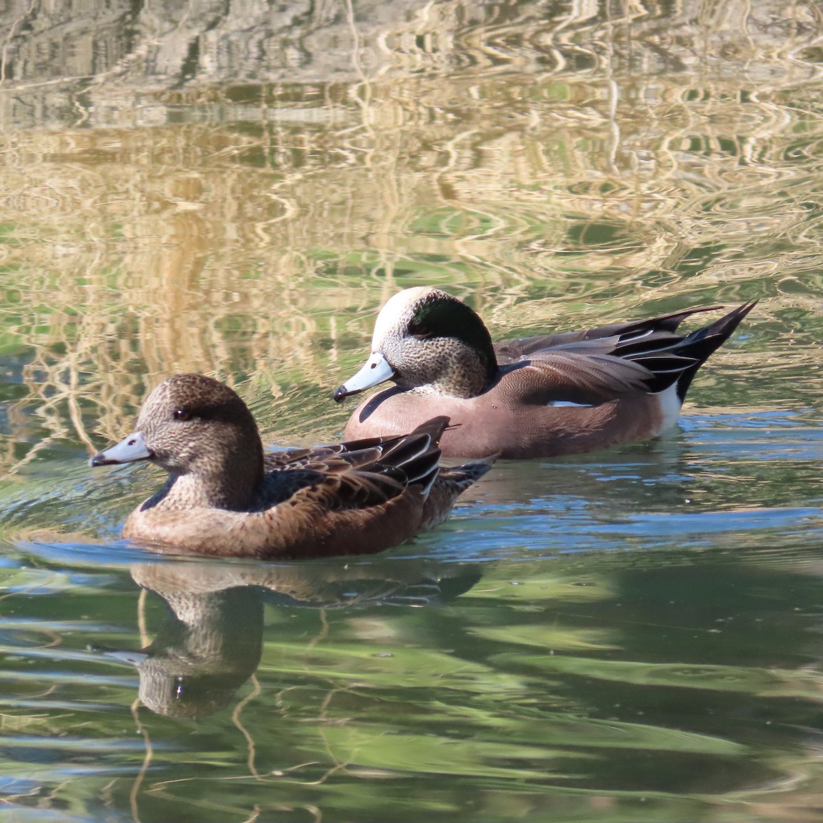 Свищ американський - ML644665442