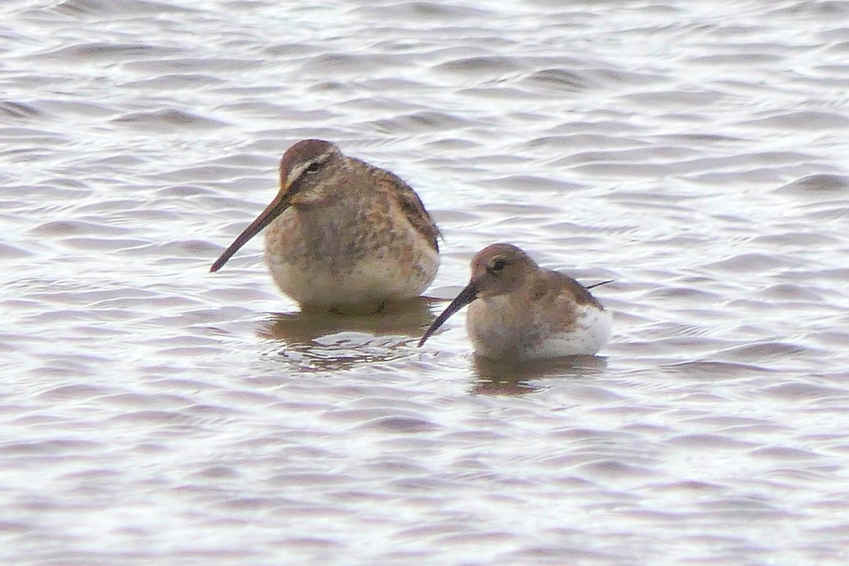 Dunlin - ML644665443