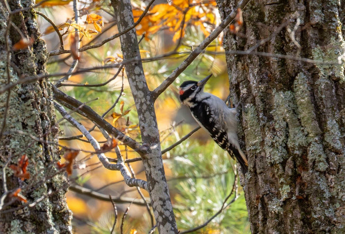 Hairy Woodpecker (Eastern) - ML644665449