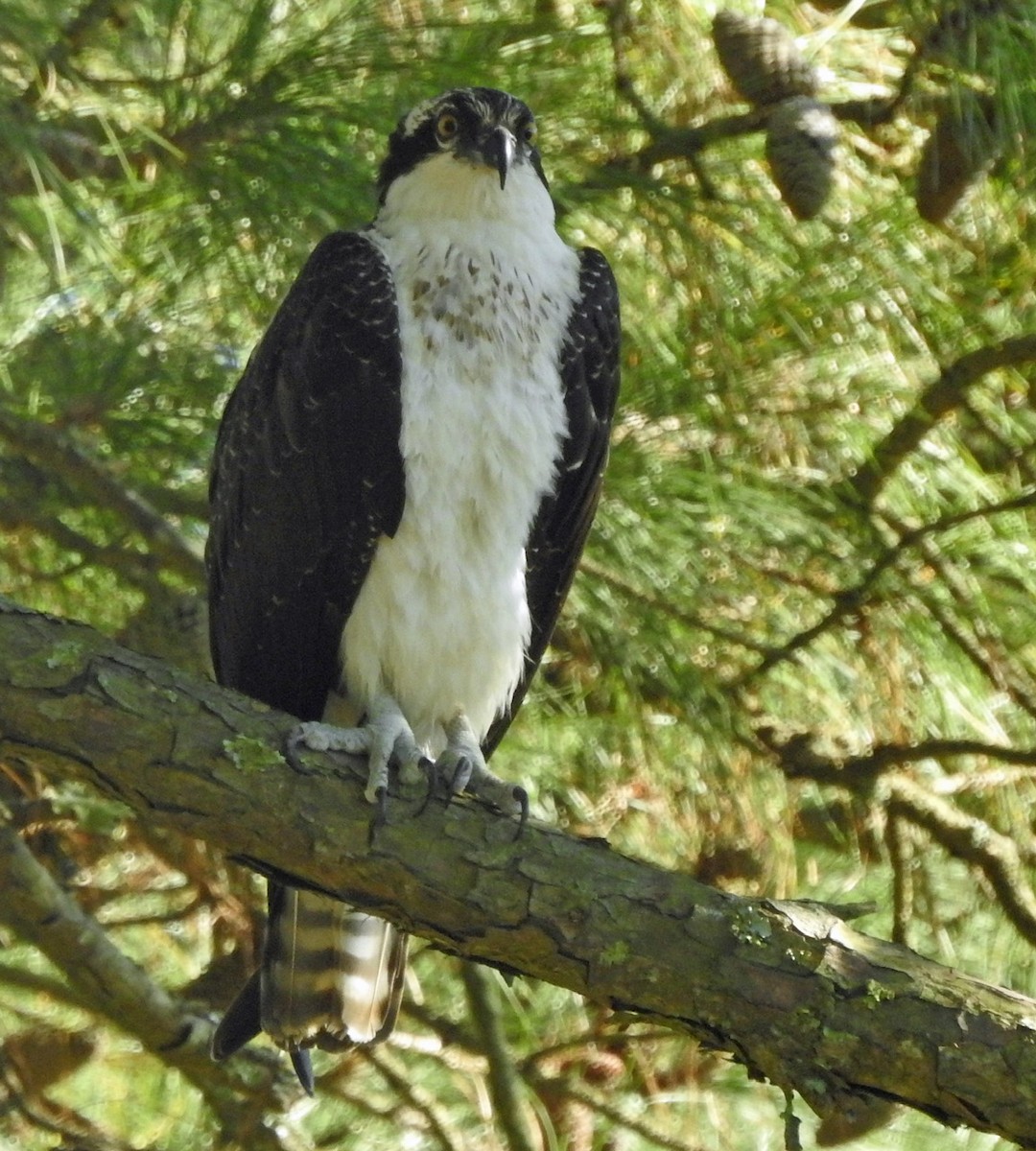 ミサゴ - ML644665451