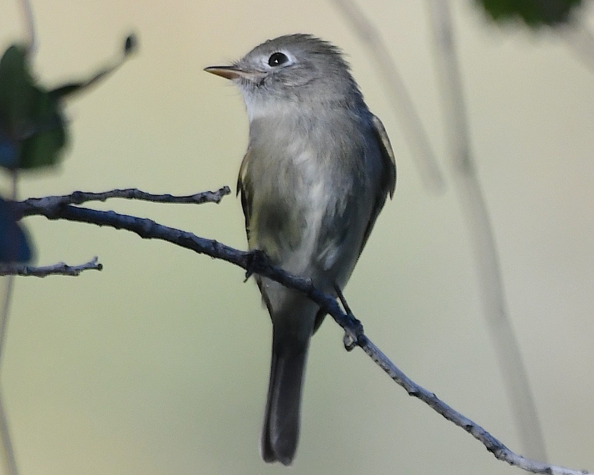 Hammond's Flycatcher - ML644665457