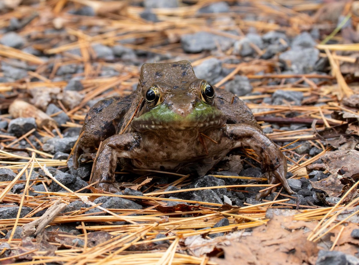 Animals - ML644665459