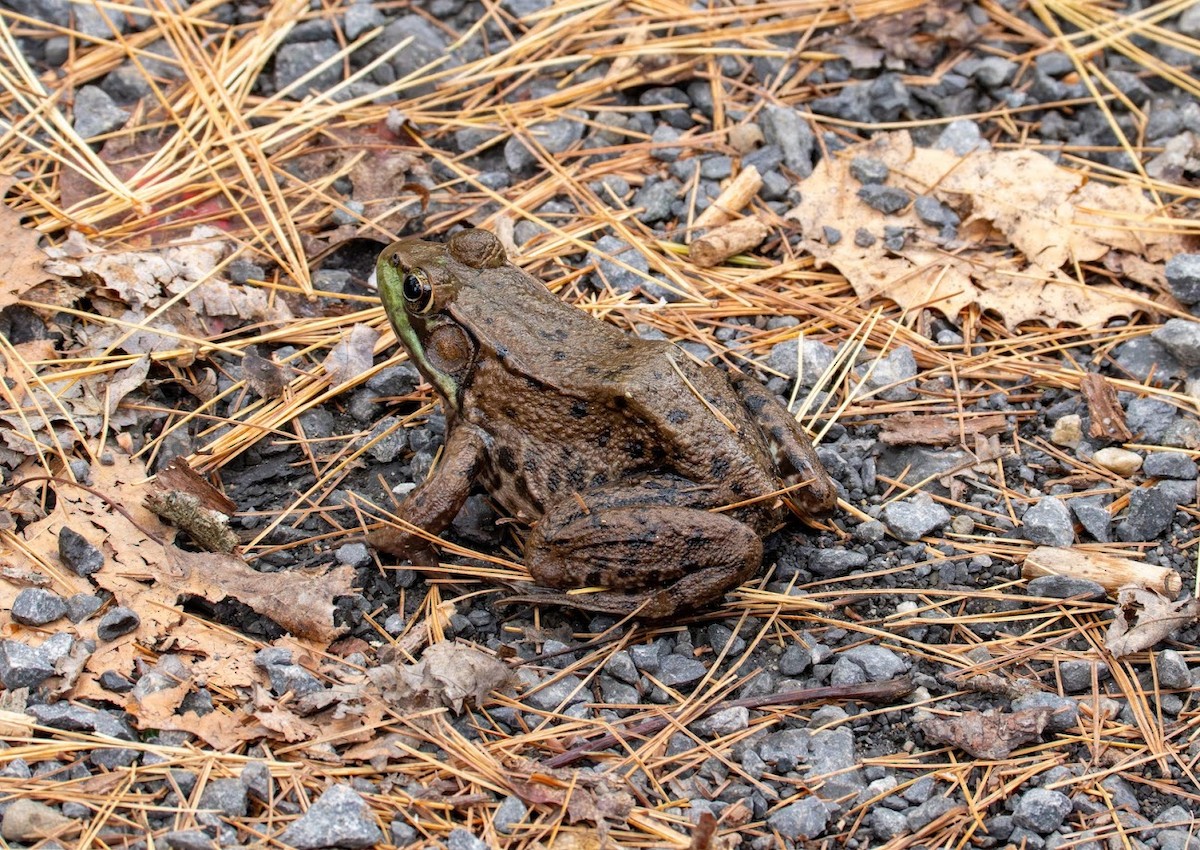 Animals - ML644665460