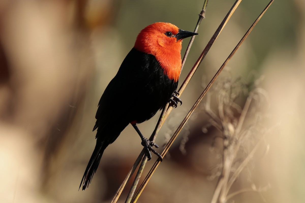 Scarlet-headed Blackbird - ML644665463
