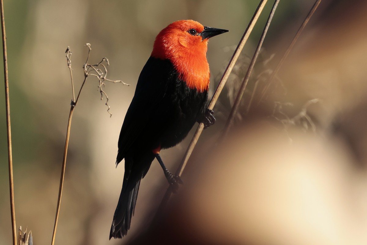 Scarlet-headed Blackbird - ML644665464