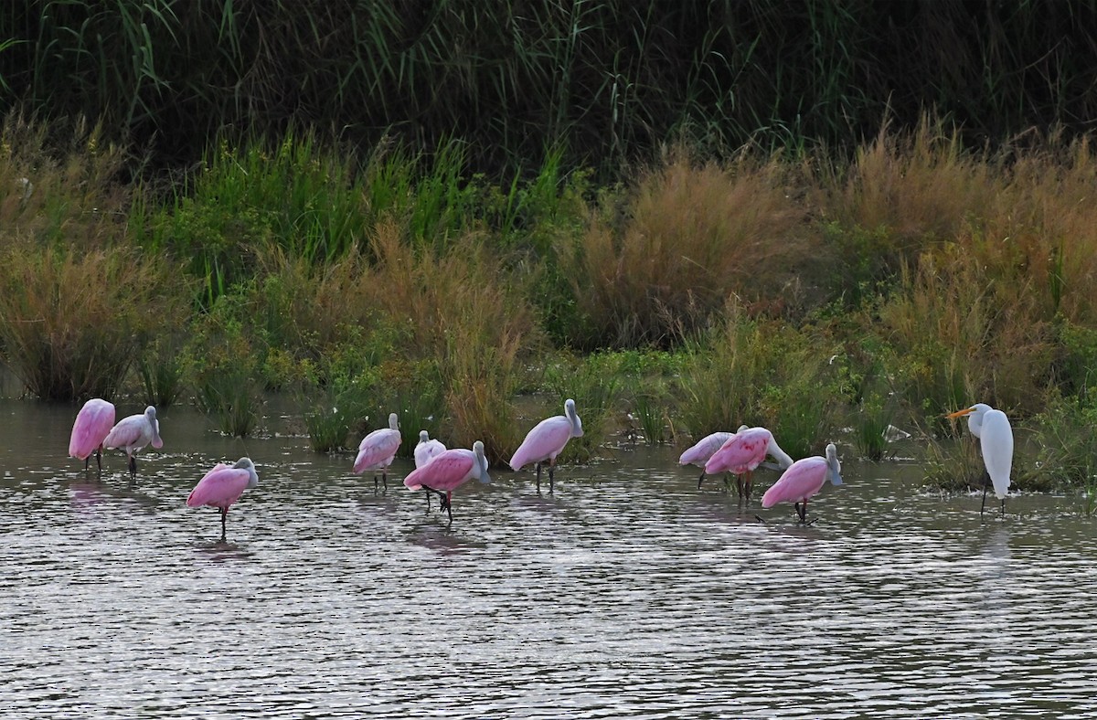 Rosalöffler - ML644665465