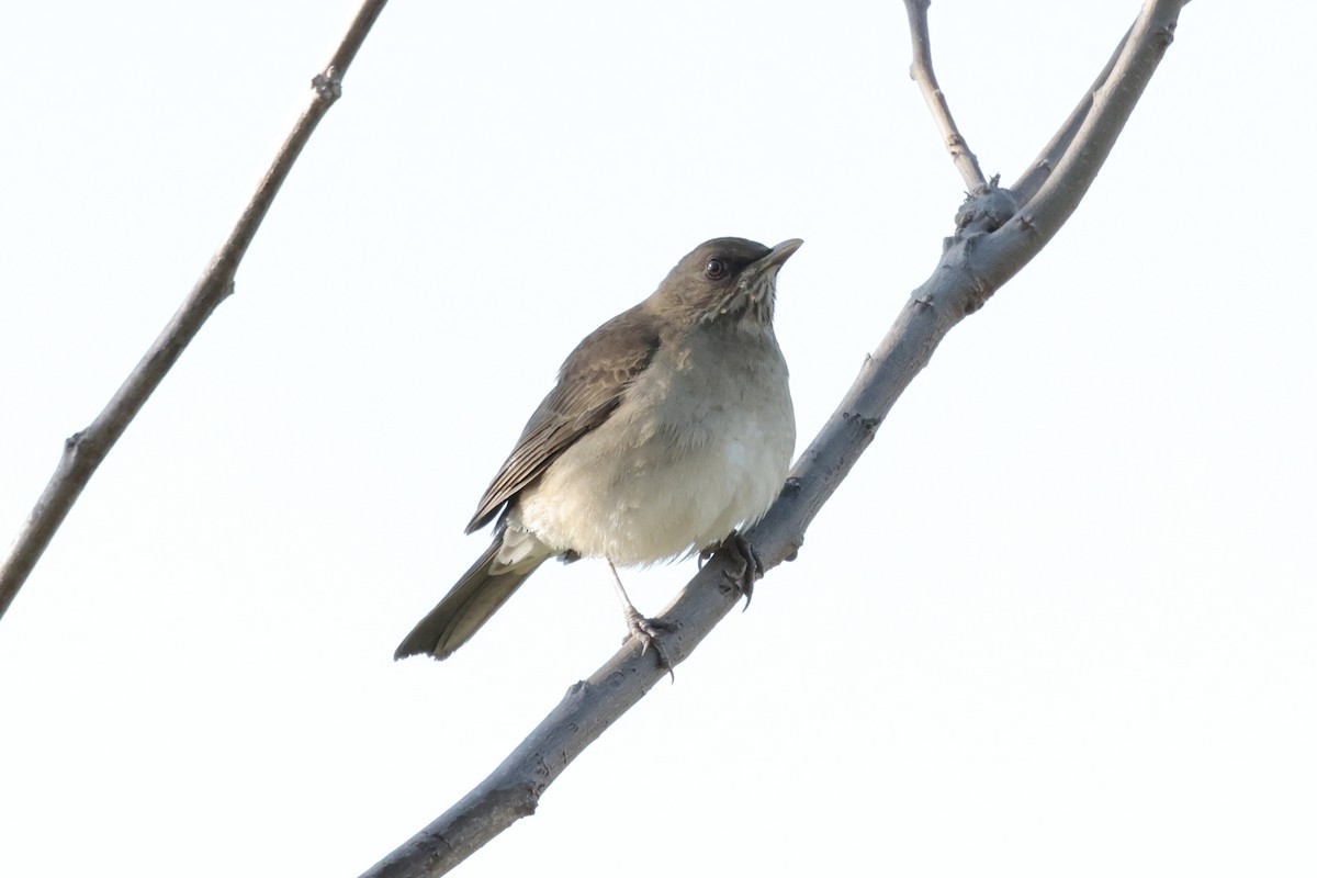 Creamy-bellied Thrush - ML644665467