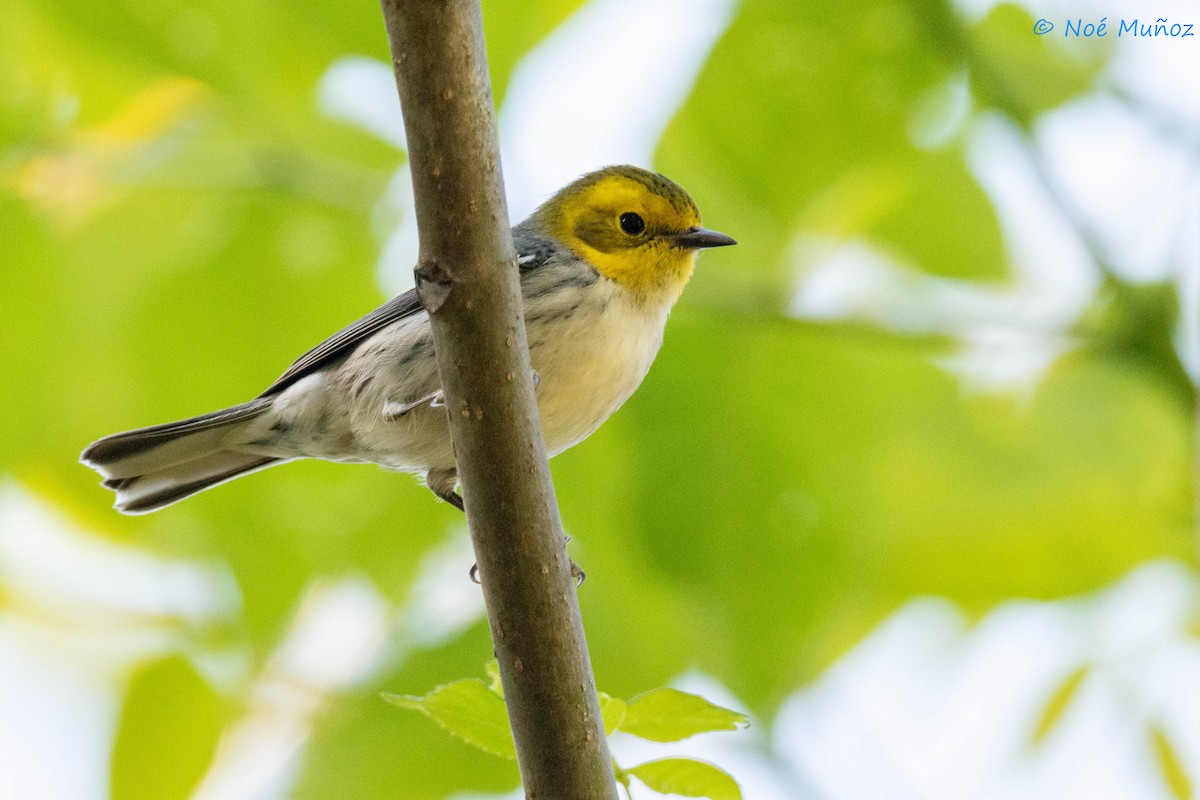 Paruline à tête jaune - ML644665470