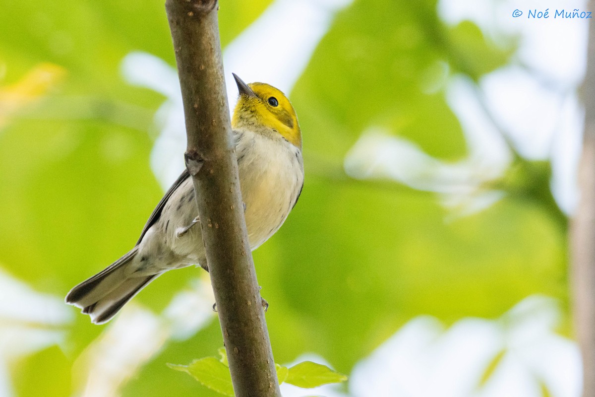 Paruline à tête jaune - ML644665471