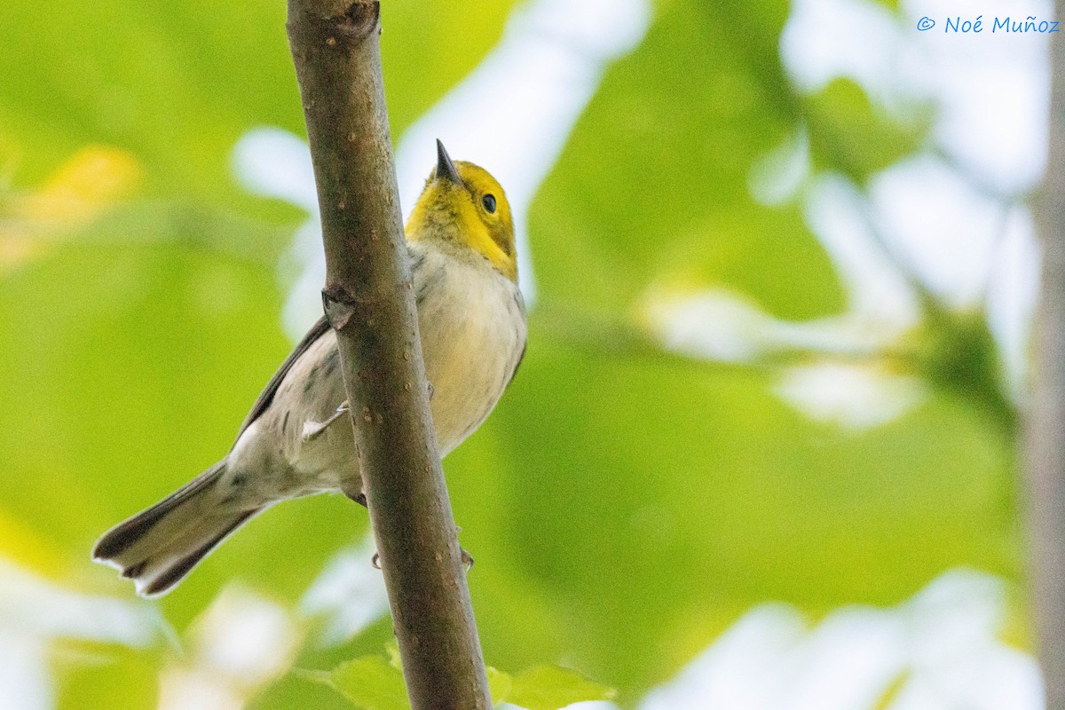 Paruline à tête jaune - ML644665472