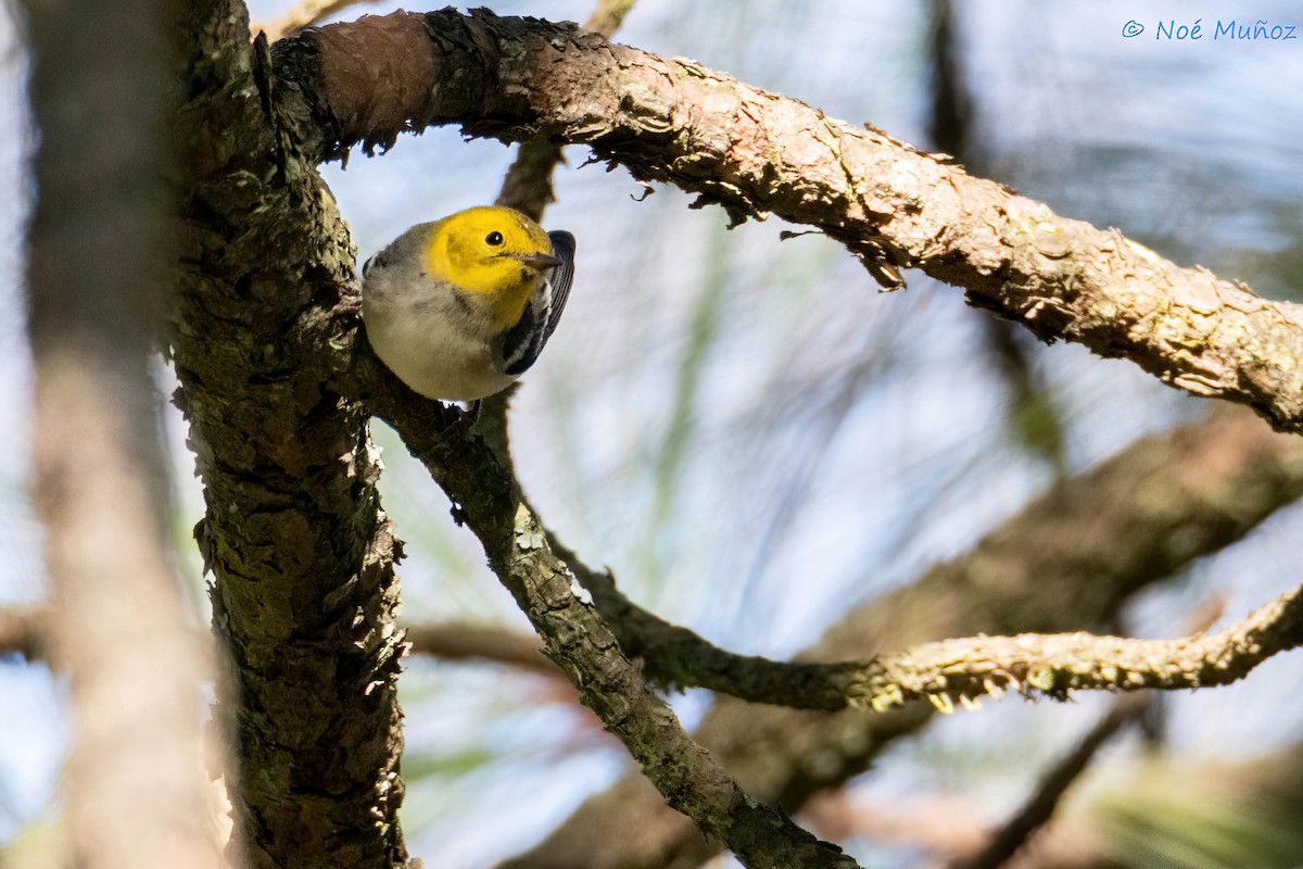 Paruline à tête jaune - ML644665473