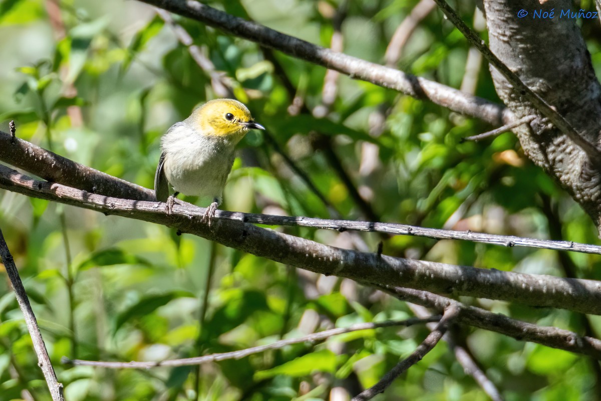 Paruline à tête jaune - ML644665474